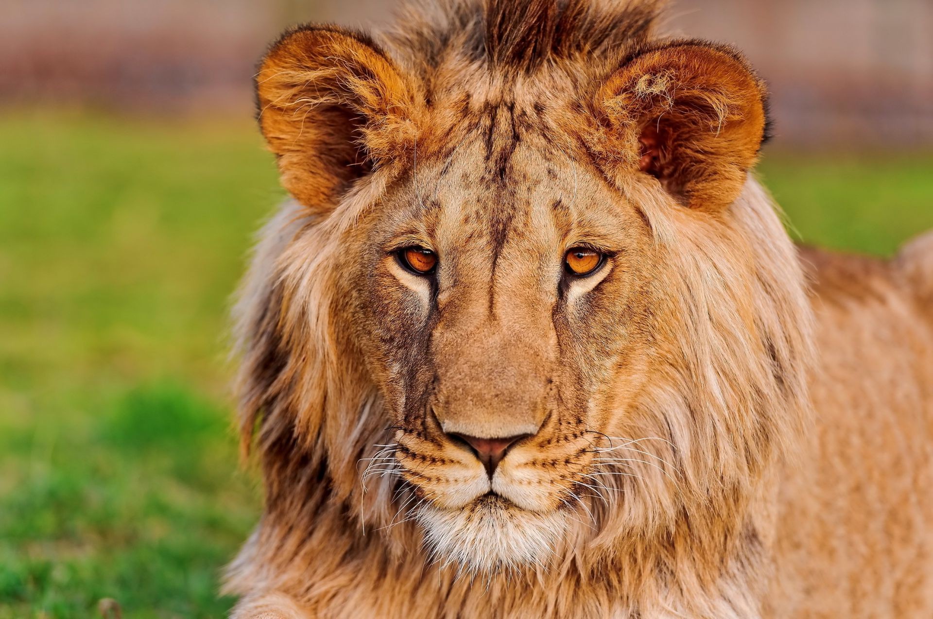 lions animal wildlife cat mammal predator wild lion carnivore nature fur big safari hunter grass portrait mane danger zoo