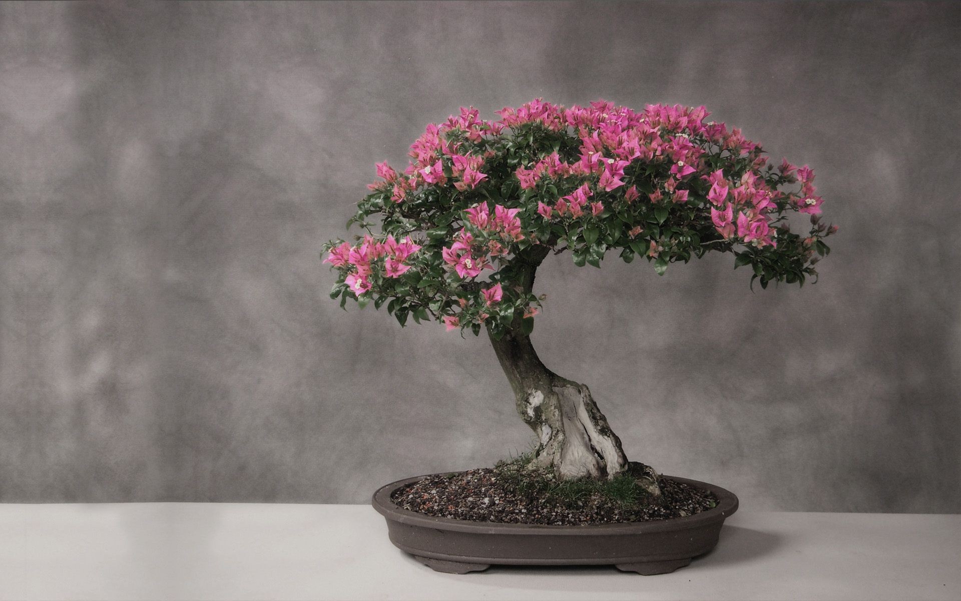 trees tree flower vase leaf flora garden branch nature growth pot landscape