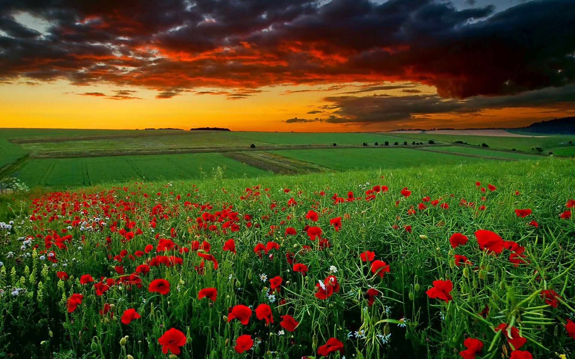 fields meadows and valleys field flower rural hayfield poppy nature landscape grass farm flora countryside agriculture summer country growth season color bright vibrant