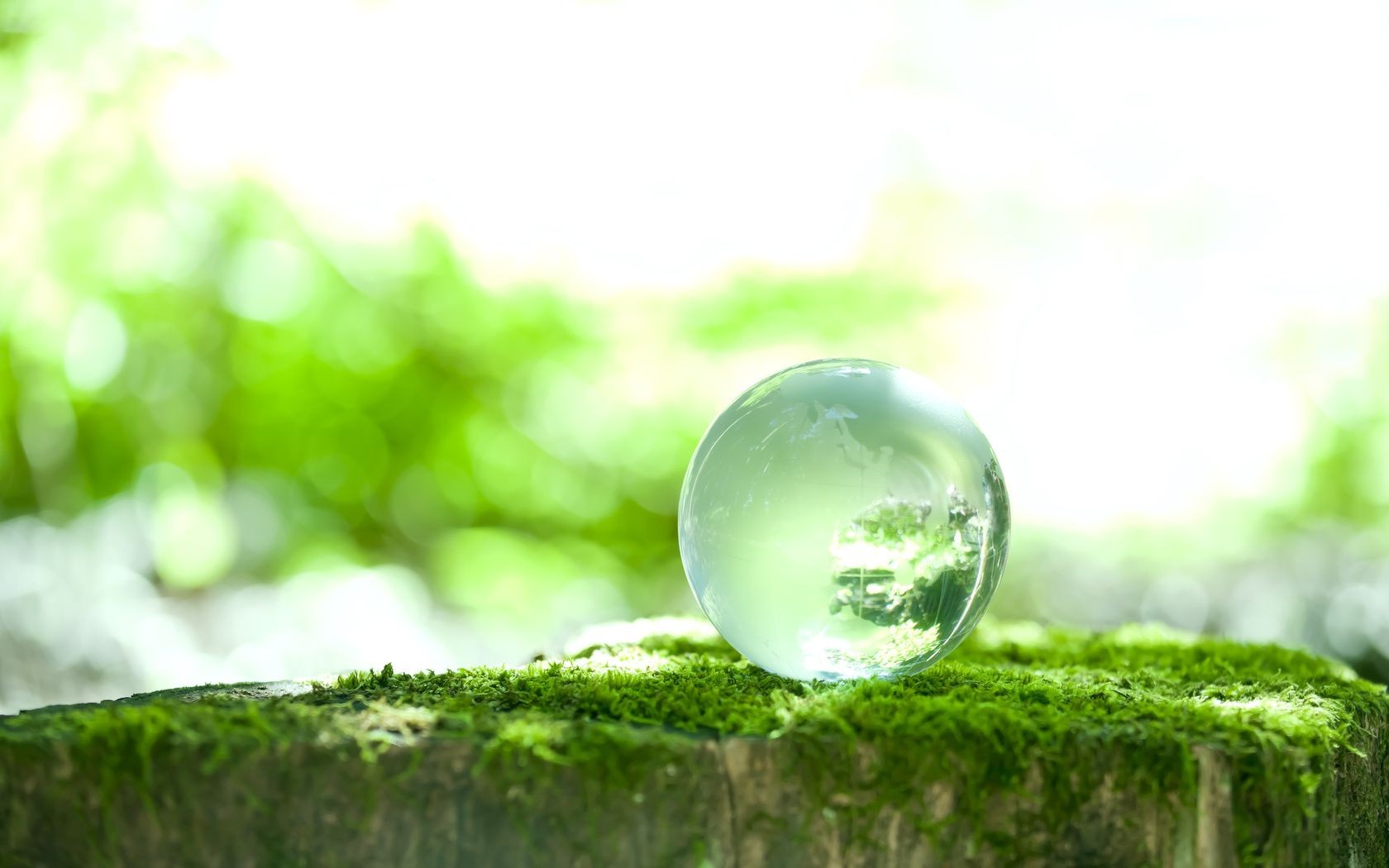 droplets and water nature leaf blur summer grass flora freshness food