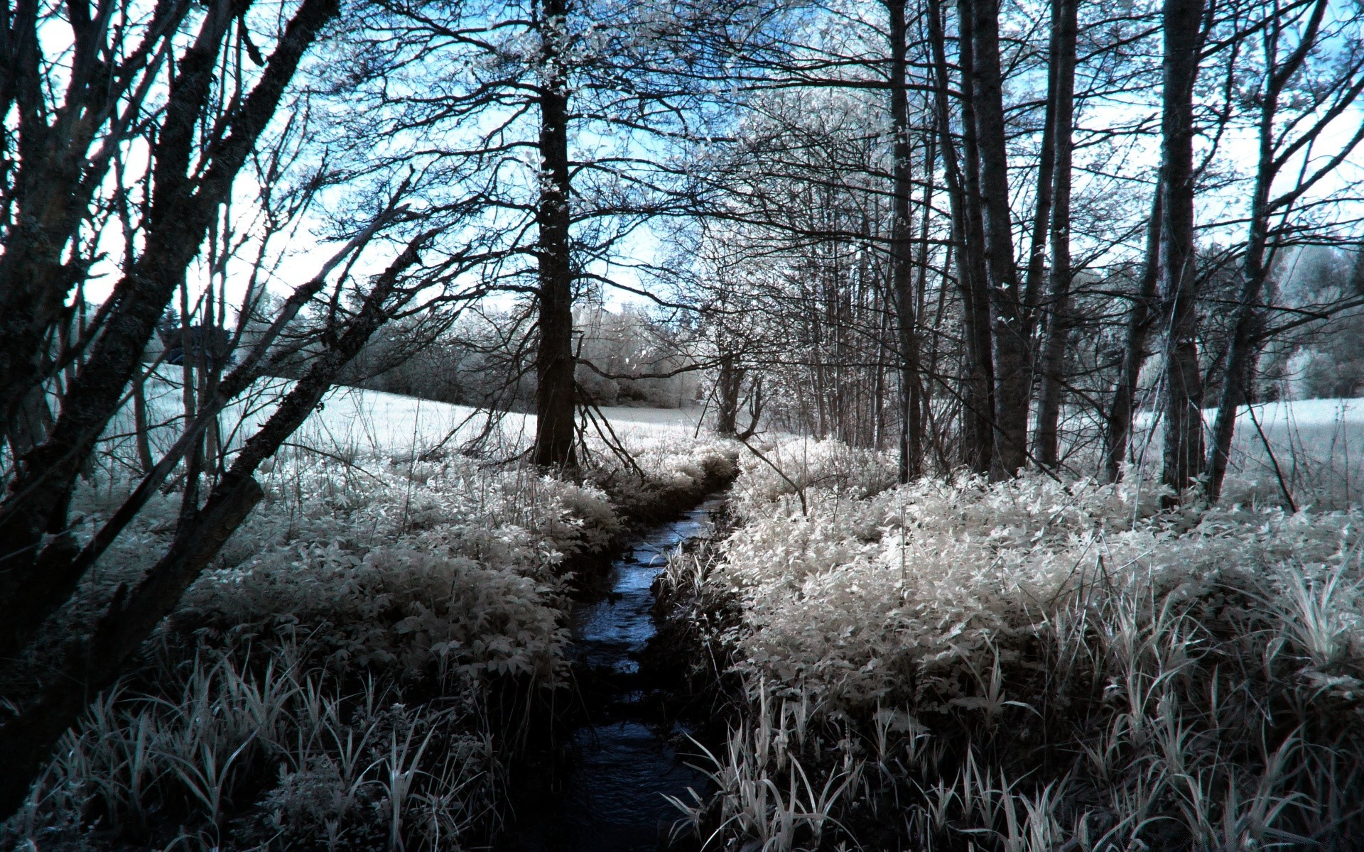 creative landscape tree winter wood nature season weather cold snow frost branch park fair weather frozen scene scenic dawn environment scenery fog