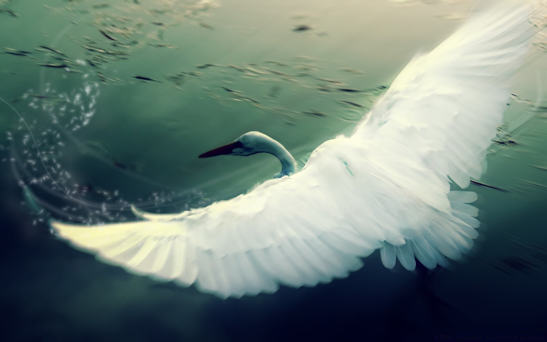 creative bird water underwater ocean sea wildlife nature fish flight fly animal swan