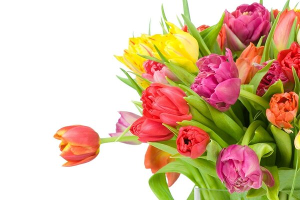 A bouquet of tulips for a women s holiday