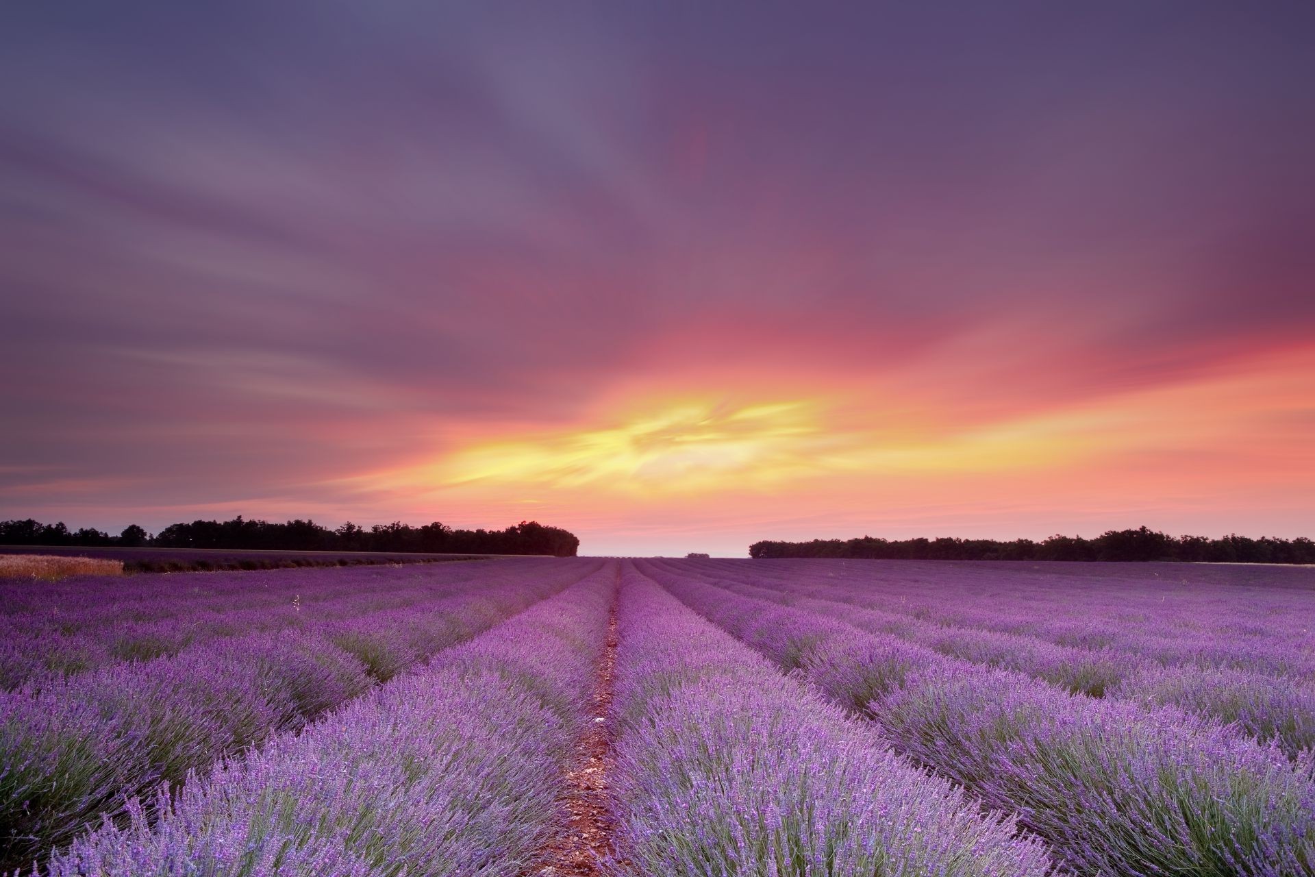 the sunset and sunrise flower lavender nature outdoors landscape field summer countryside agriculture growth rural farm abundance color flora violet sunset