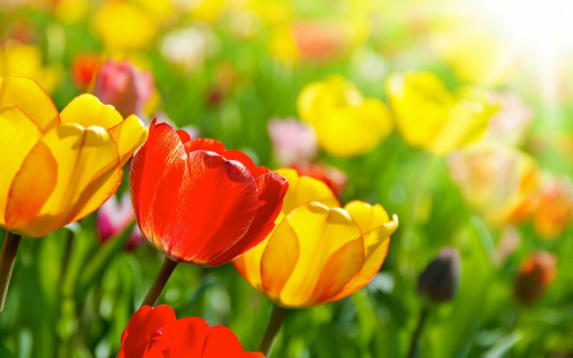 tulips tulip nature garden easter leaf flower flora field summer bright floral color season fair weather growth vibrant blooming grass petal