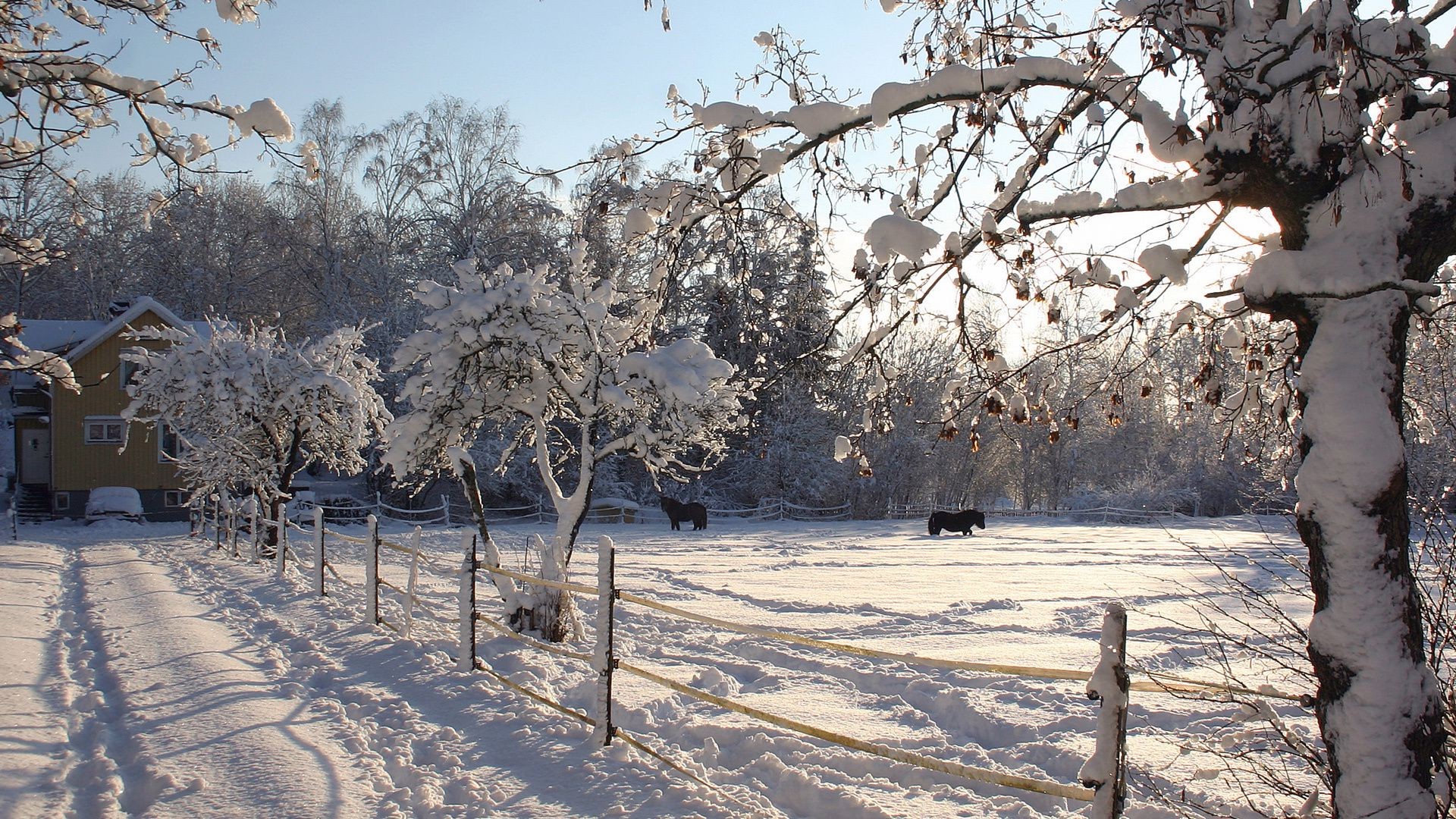 winter snow tree cold frost branch frozen weather ice season landscape wood snow-white snowstorm nature scene park frosty