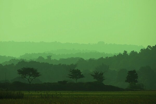 Green misty field and trees
