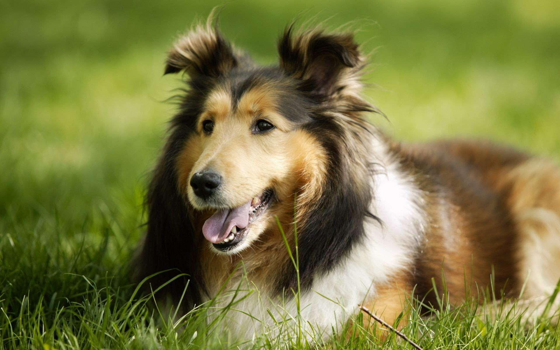 dogs dog animal mammal canine cute fur pet grass puppy collie sheepdog purebred portrait pedigree looking breed obedience domestic young eye