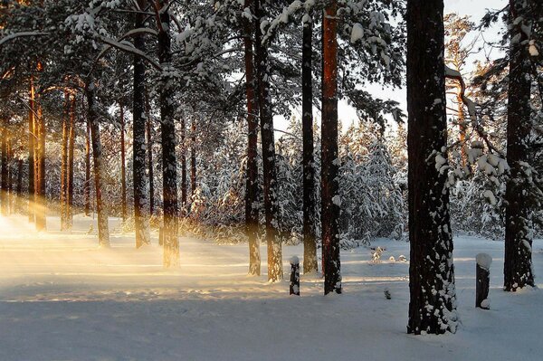 Snow-covered forest on a frosty day landscape