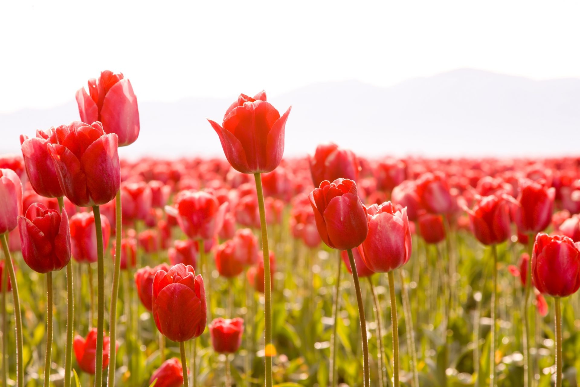 tulips nature flower tulip garden field color bright summer leaf flora floral husk blooming petal season
