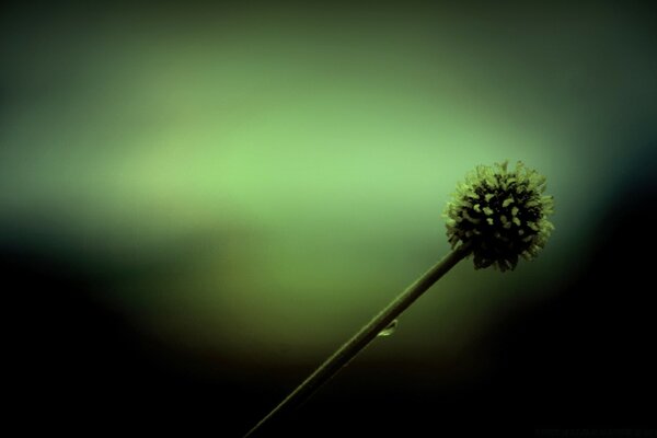 Biology. High-quality photo. Flower