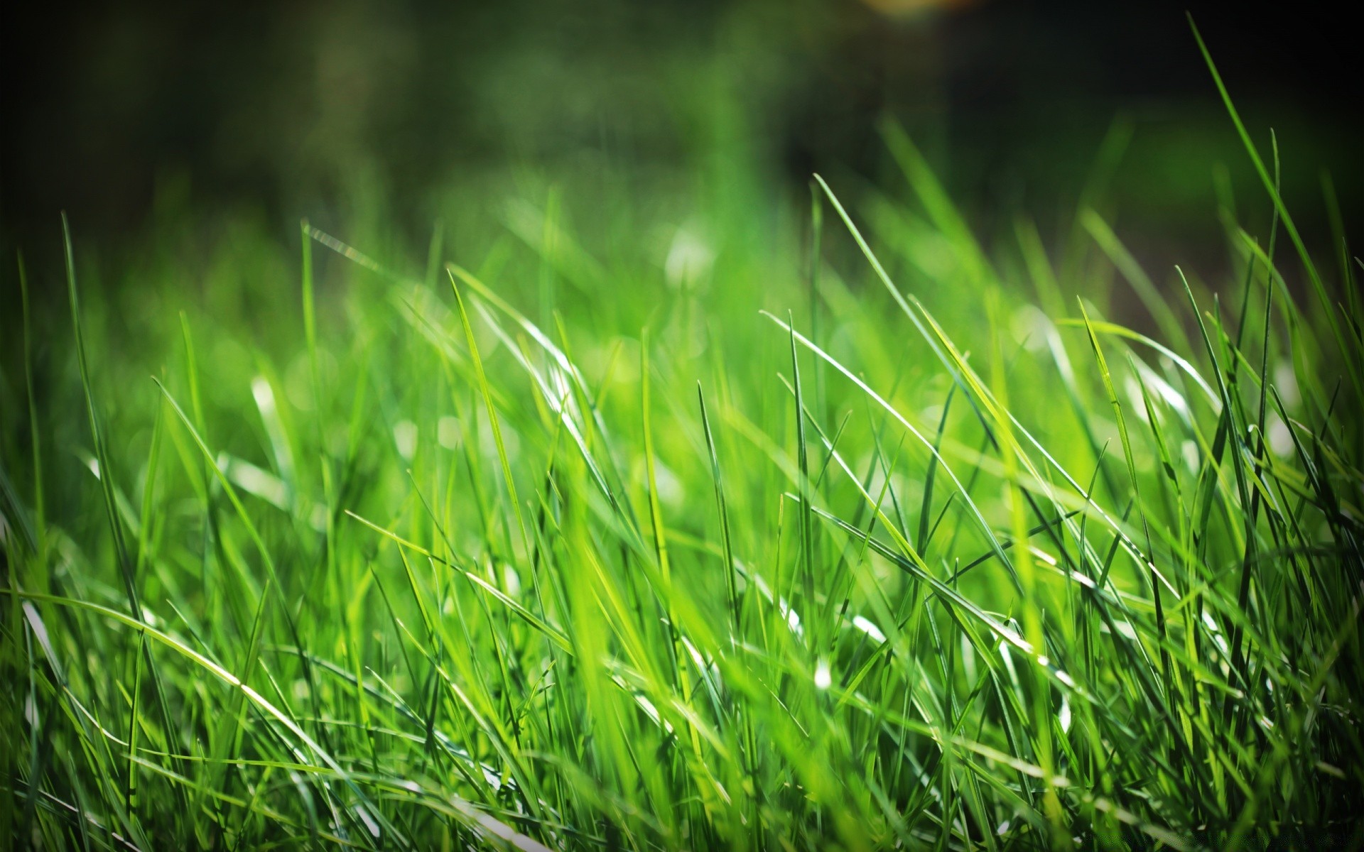 plants grass lawn growth summer lush hayfield field leaf flora nature garden sun turf blade dew dawn rural fair weather yard