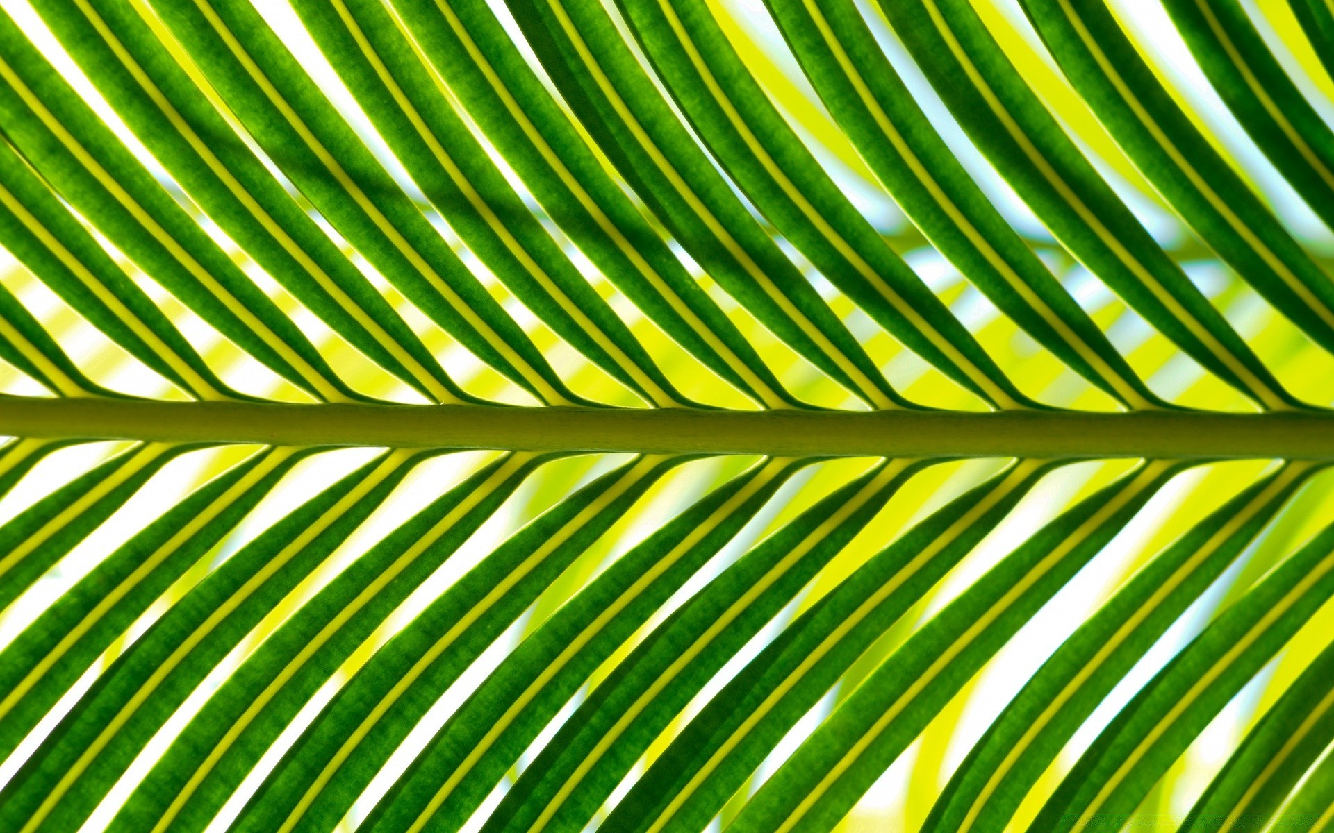 plants leaf flora growth tropical frond nature summer desktop photosynthesis lush palm garden bright ecology abstract texture pattern environment tree