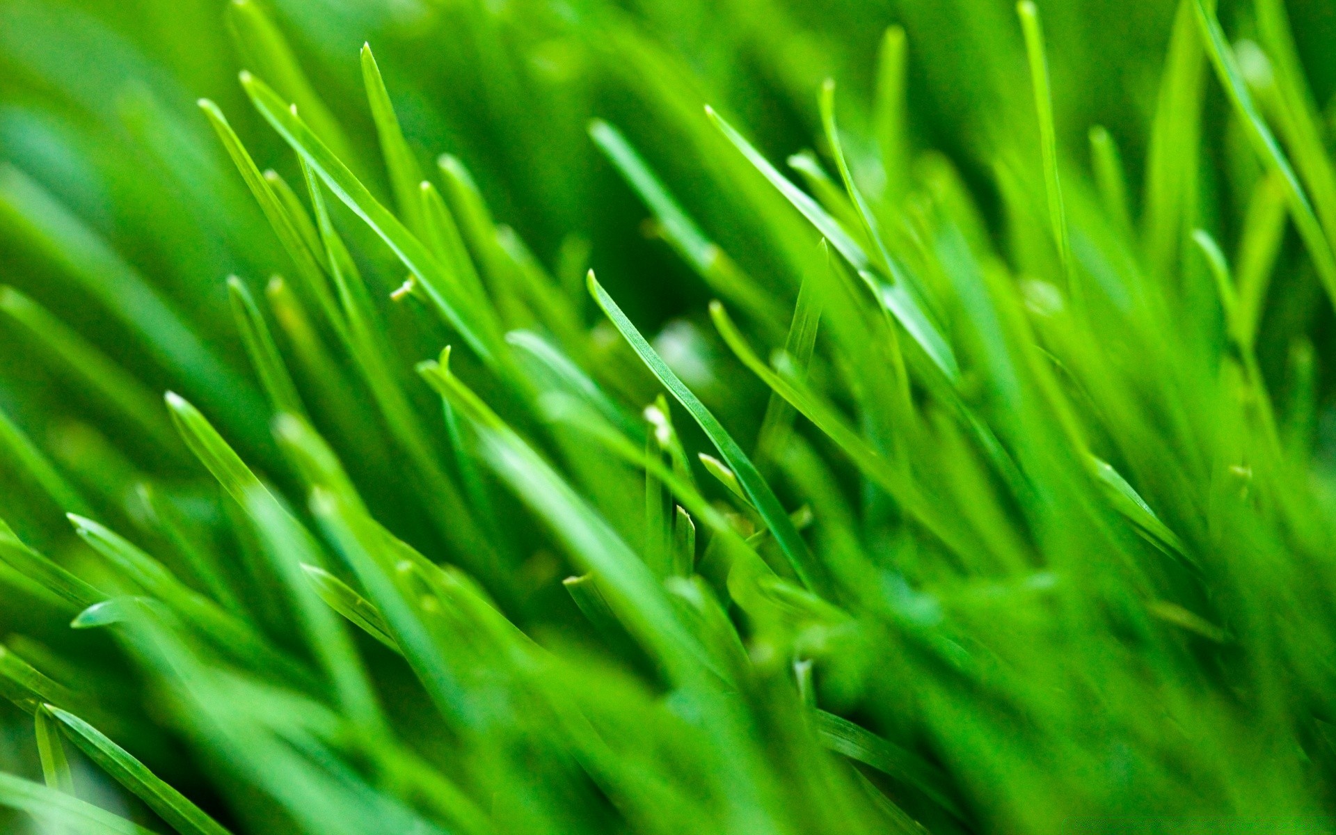 plants grass lawn lush blade growth flora wheatgrass leaf garden hayfield turf environment dew freshness nature yard ecology field drop