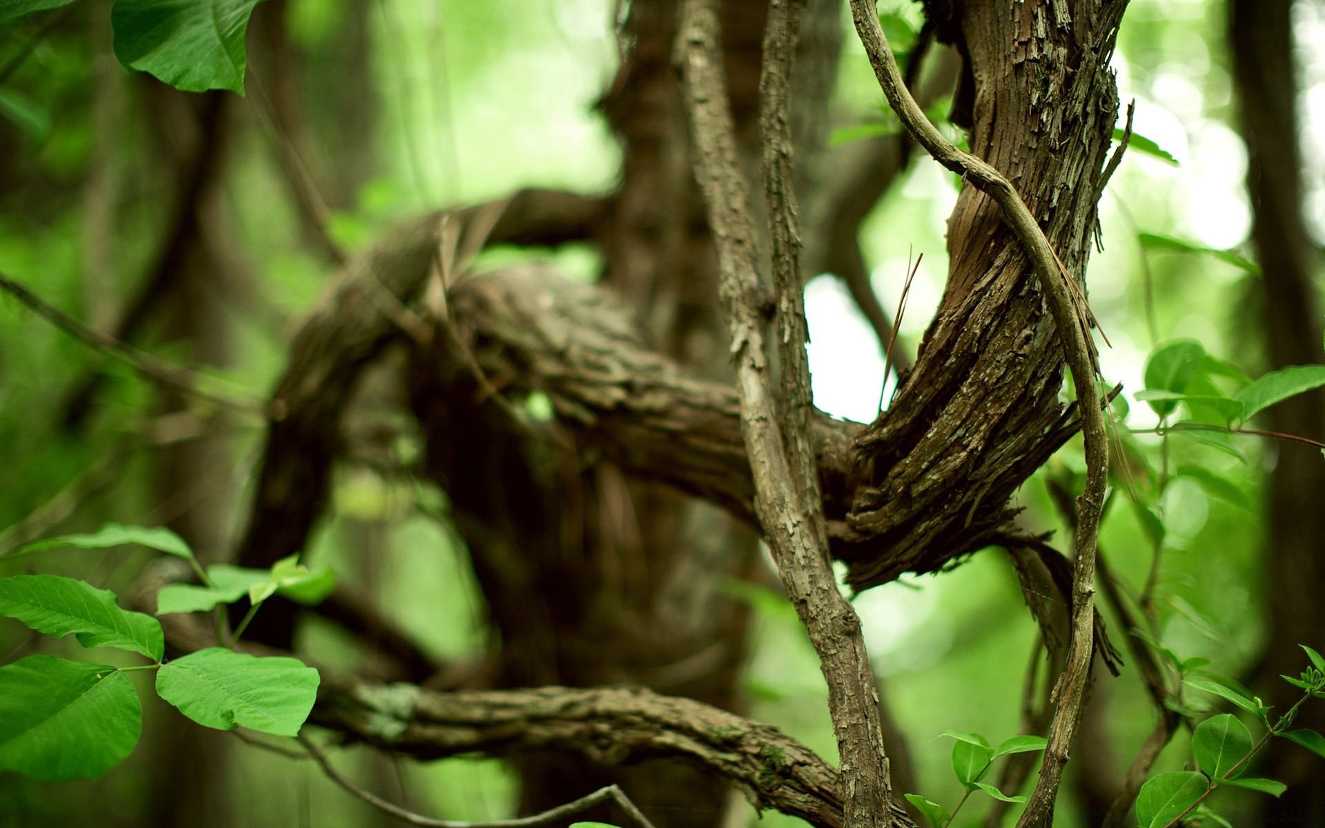 plants tree nature wood leaf bird wildlife outdoors nest rainforest wild environment garden animal flora jungle trunk