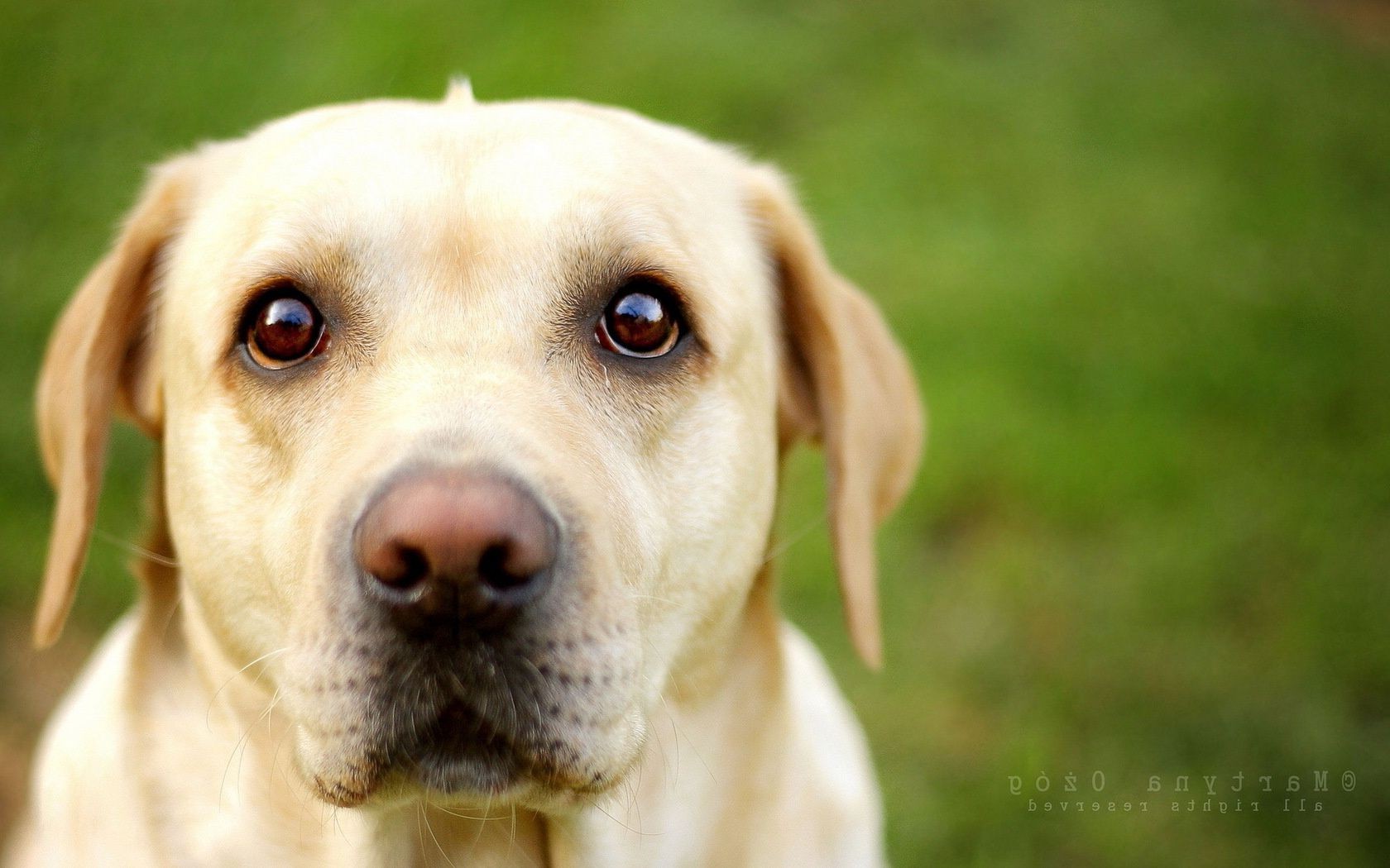 dogs dog cute pet canine puppy retriever animal mammal little grass looking breed adorable hound portrait obedience young sit funny