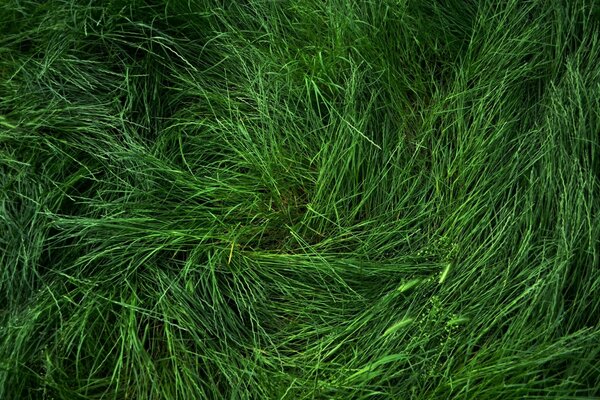 Fresh green grass in summer