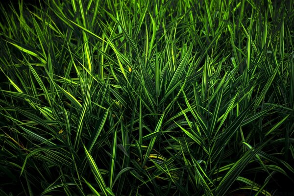 Multi-faceted green color. The magic of nature