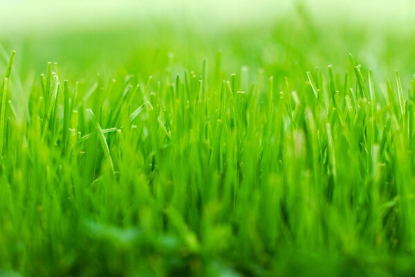 Photo of a young green lawn