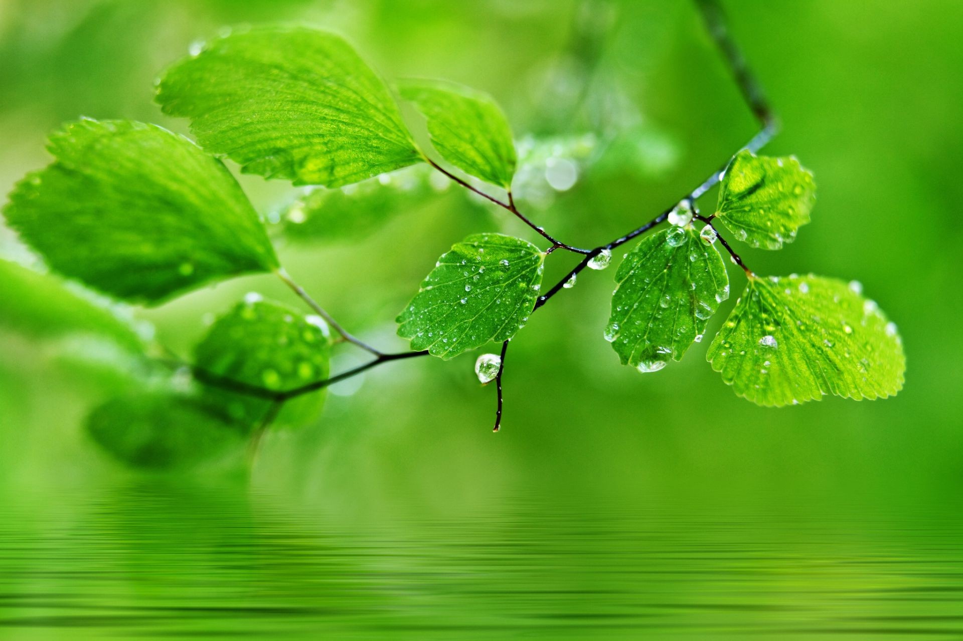 leaves leaf flora rain garden lush nature drop dew growth freshness environment environmental ecology droplet purity wet summer close-up herb