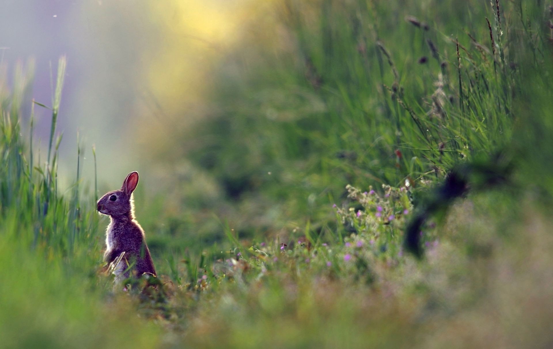 animals outdoors grass nature wildlife animal mammal little field hayfield flower rodent