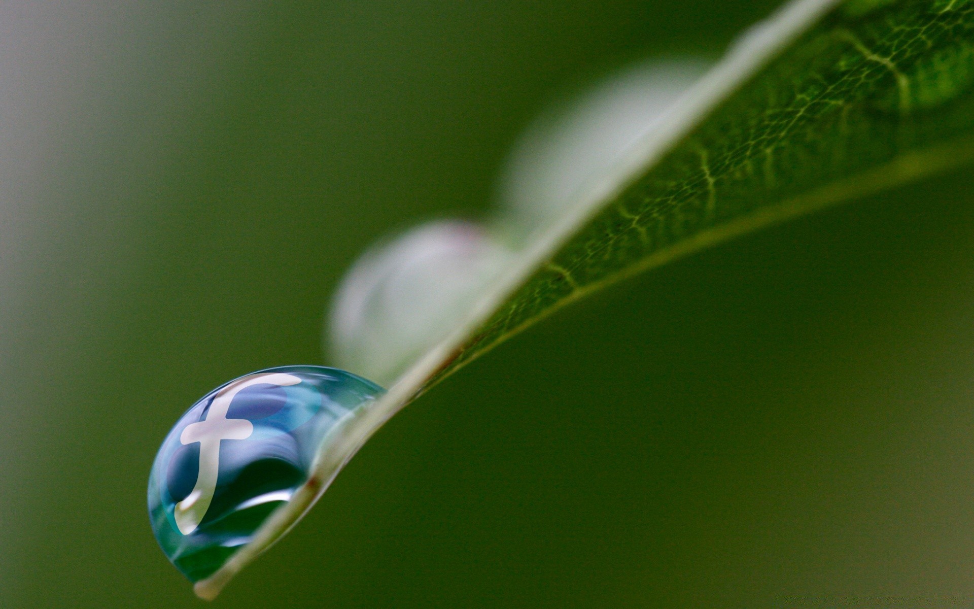 plants dew rain drop droplet leaf flora nature purity water wet color raindrop garden environment bright desktop dof close-up