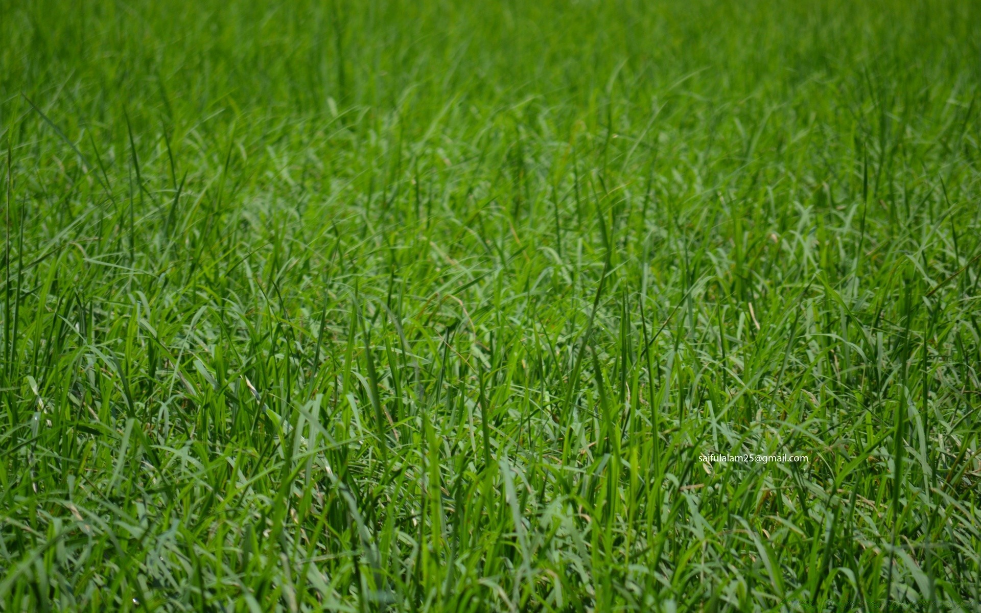 plants grass growth field lawn lush hayfield flora summer environment leaf pasture turf rural grassland agriculture soil nature blade freshness farm