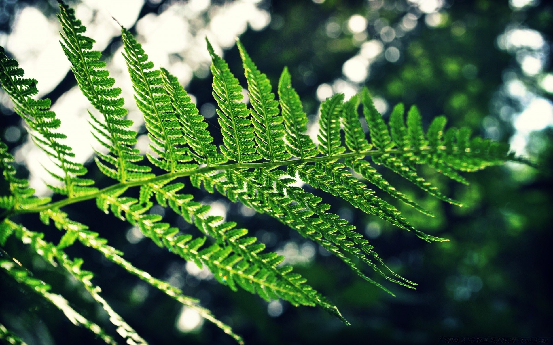 plants flora leaf nature fern environment outdoors tree desktop growth summer garden close-up lush frond color freshness ecology pattern wood