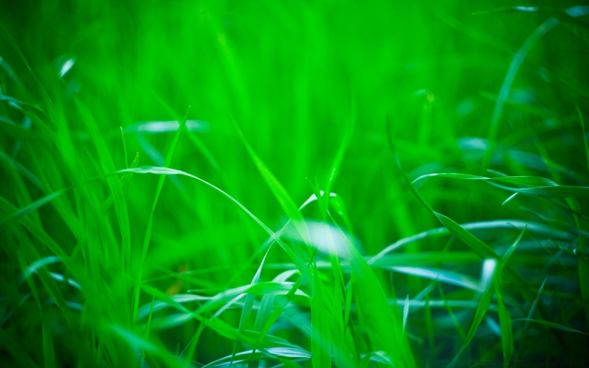 plants grass garden lawn hayfield flora leaf nature growth lush summer environment light field rain dawn color blade fair weather grassland sun