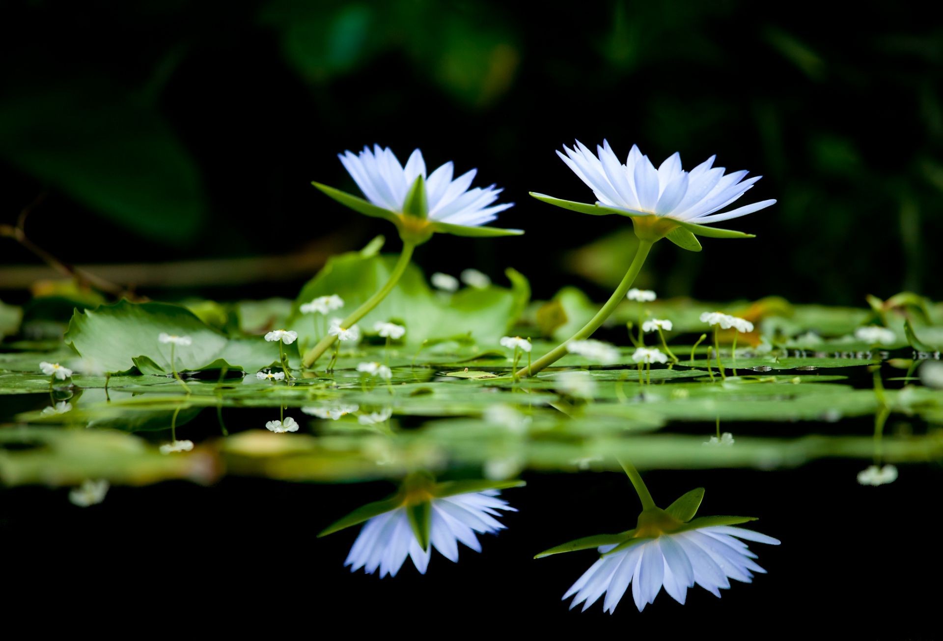 flowers in water flower leaf garden flora lotus nature pool blooming summer lily park environment petal floral close-up water beautiful wild