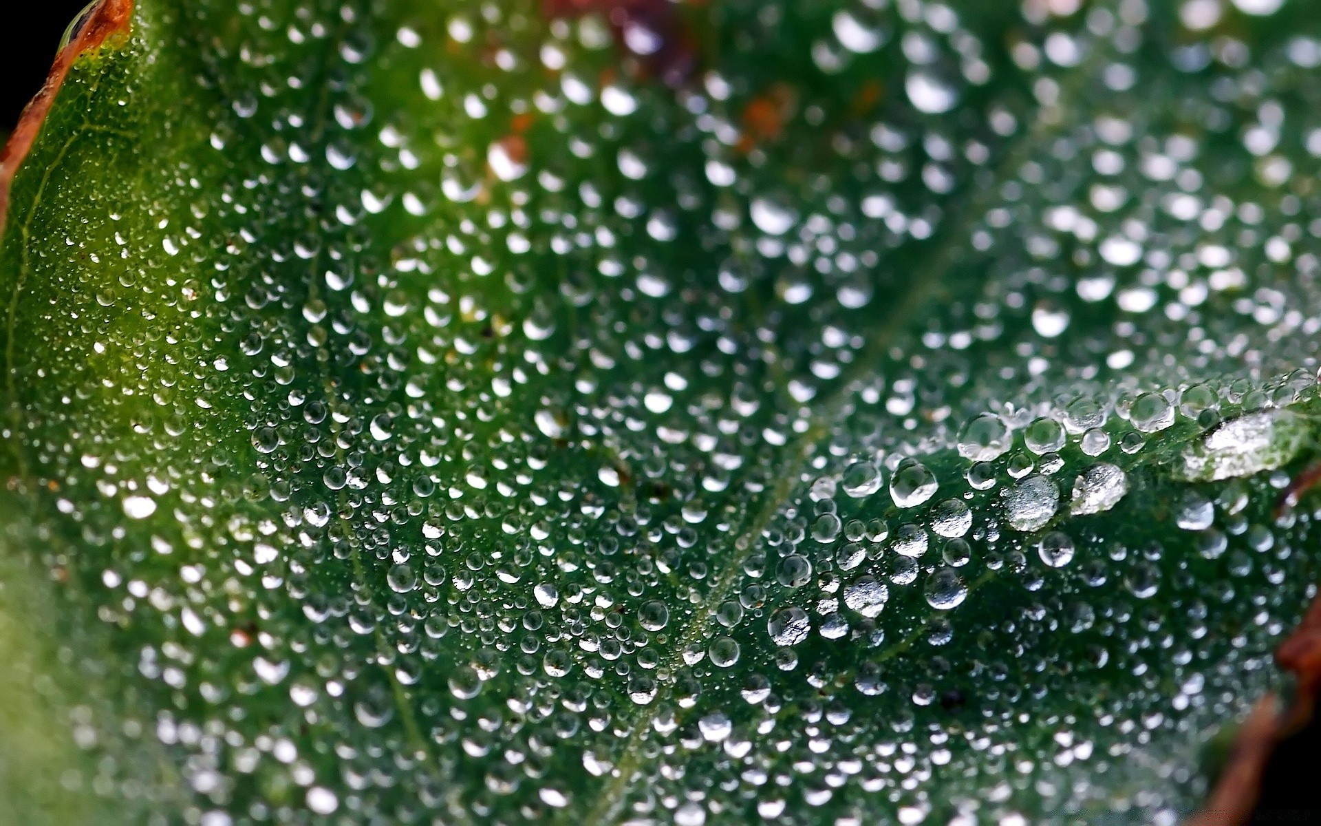 droplets and water dew drop rain wet water droplet raindrop waterdrop liquid dewy purity bubble clean shining freshness flora leaf nature