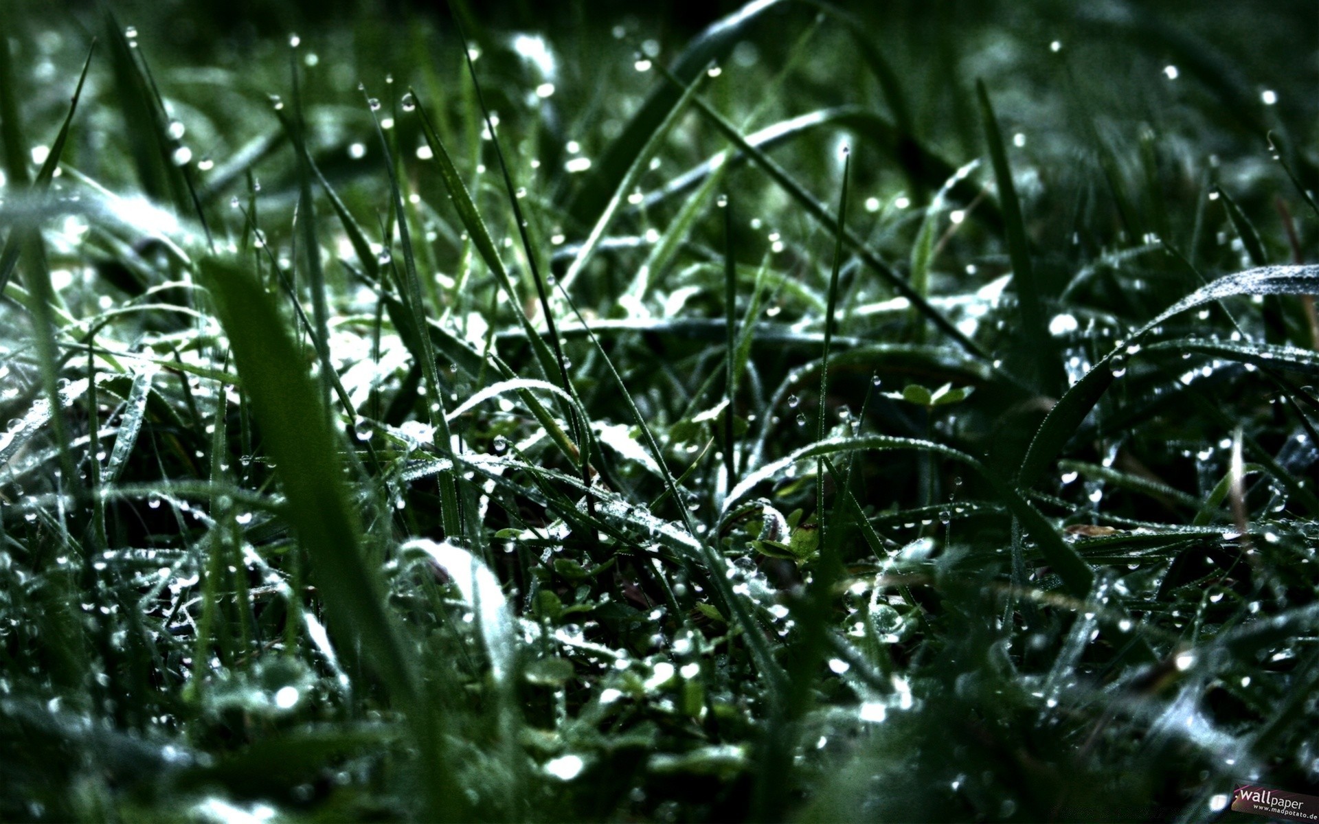 plants drop rain dew leaf flora wet freshness environment water nature droplet growth purity desktop grass close-up garden lush