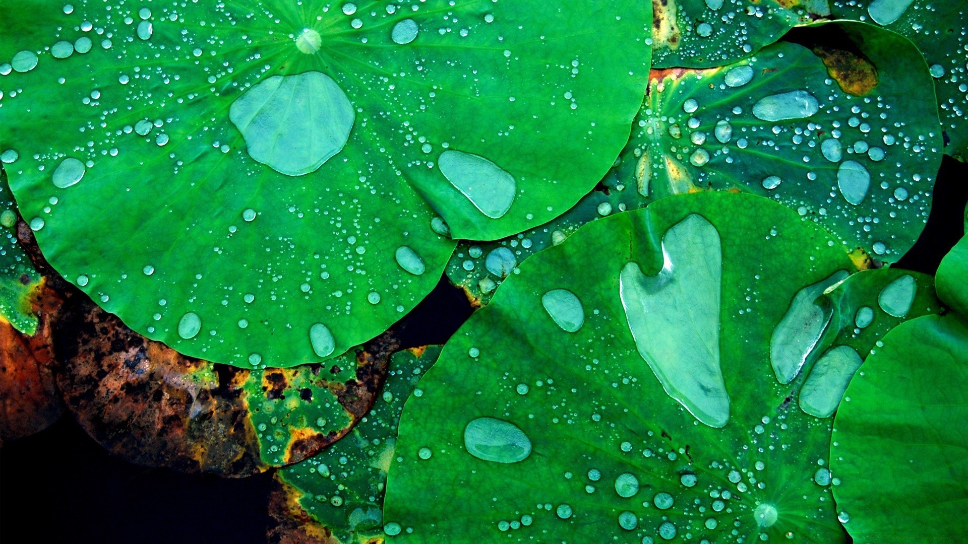 droplets and water leaf flora drop rain dew nature garden wet desktop color water flower abstract environment beautiful droplet texture floral summer