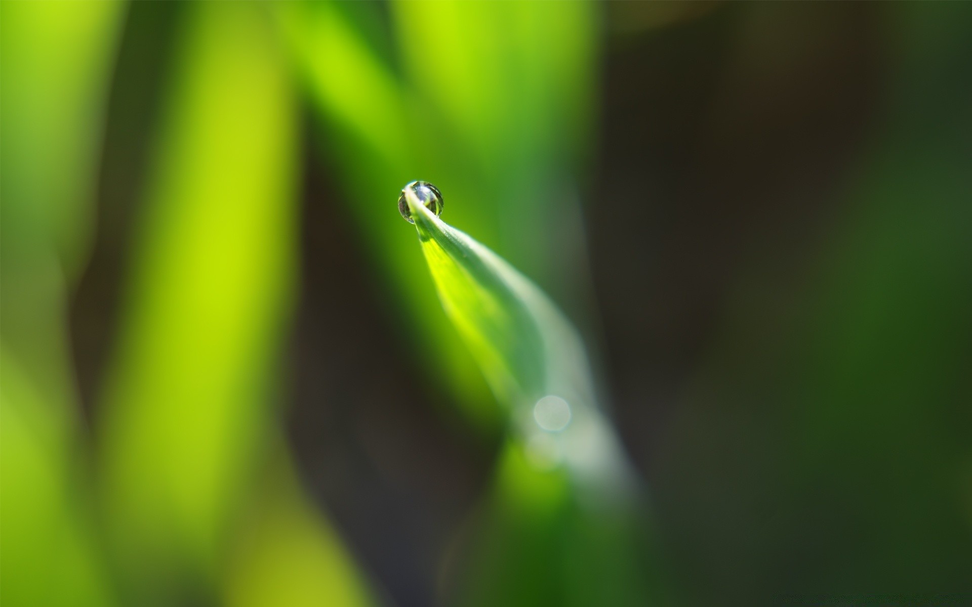 plants rain leaf dew drop nature growth flora droplet blur garden dof wet environment grass insect purity summer raindrop