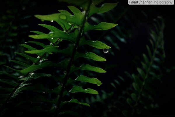 Dew drops on the leaves at night