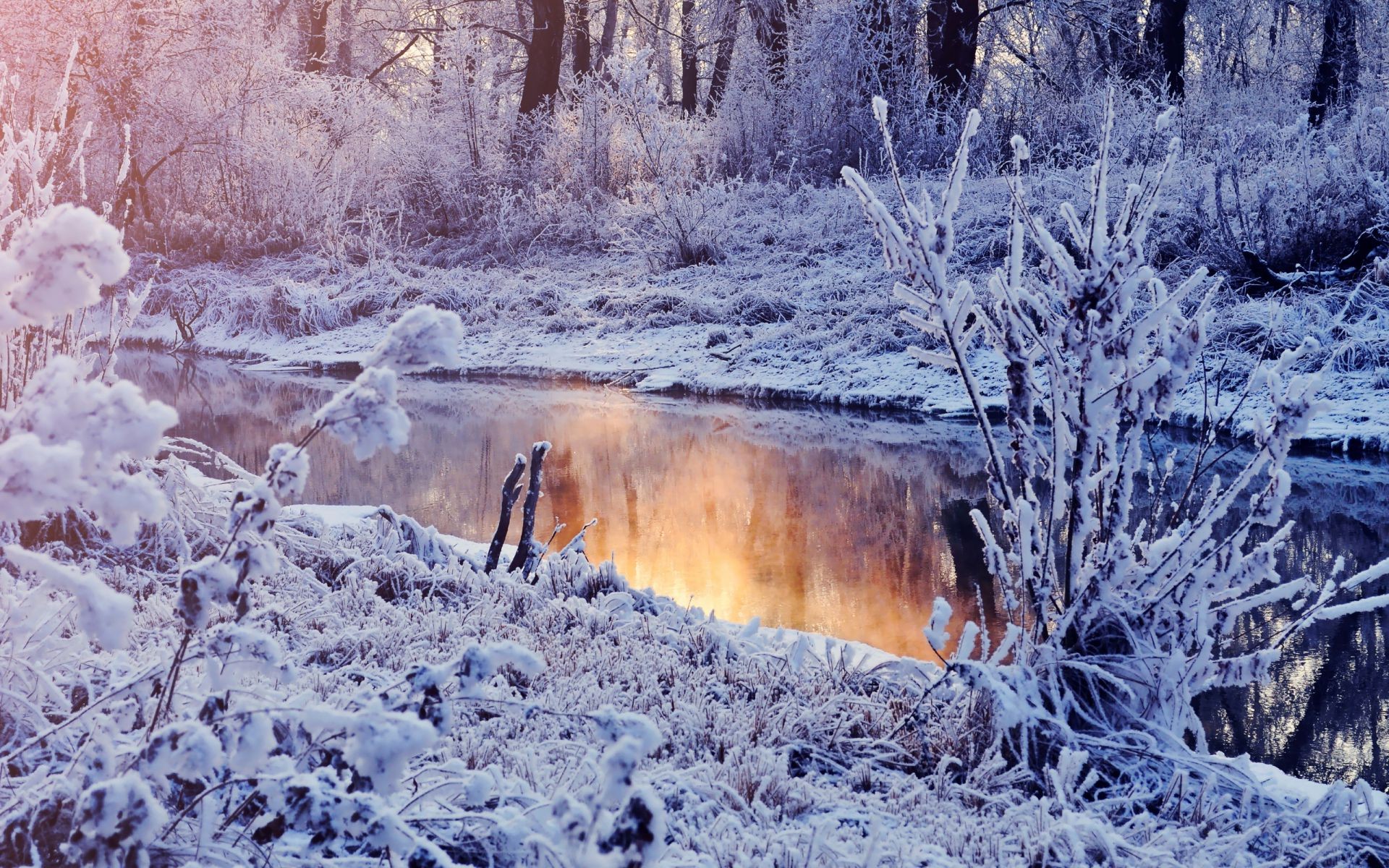 lake winter snow frost cold wood nature frozen tree landscape ice outdoors season weather park frosty snow-white