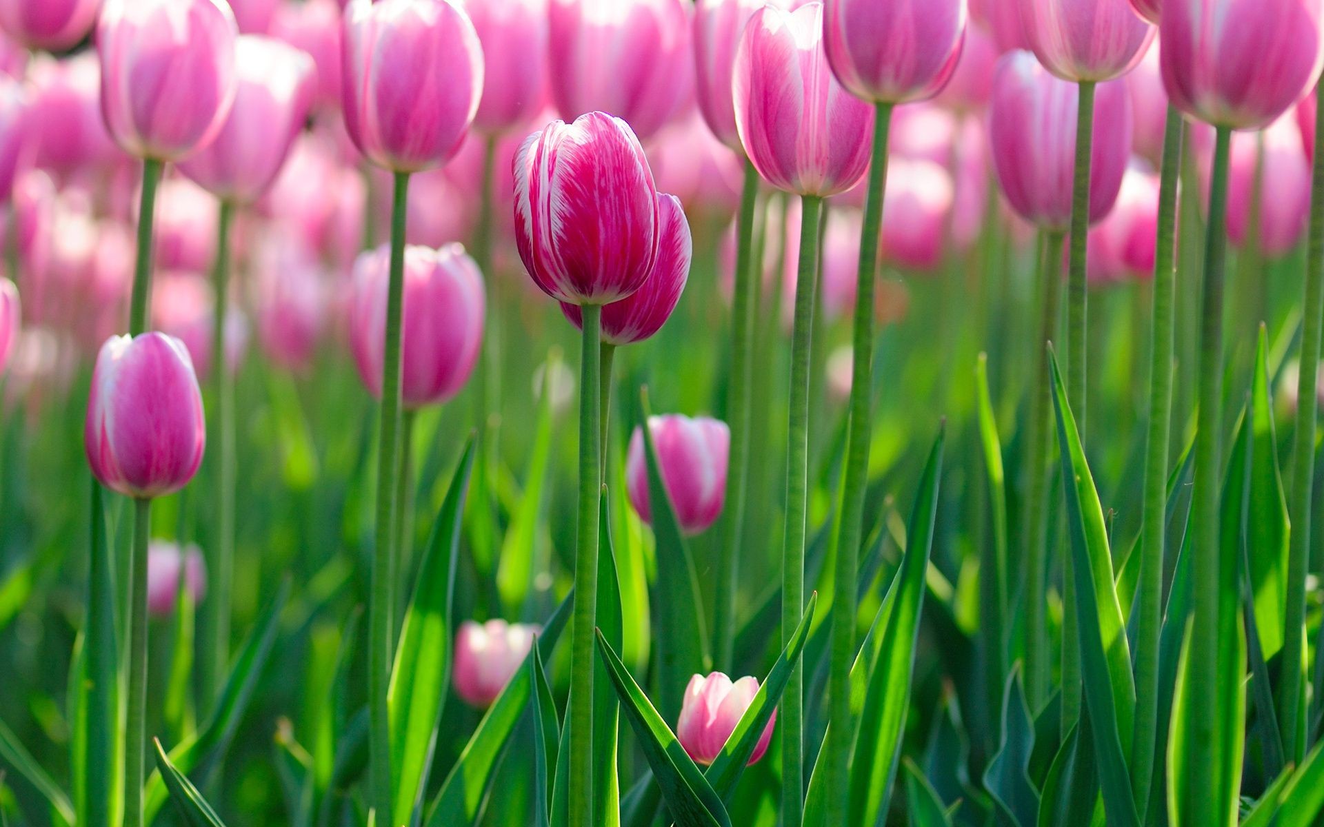 tulips nature flora flower tulip garden bright easter summer leaf floral season field color growth fair weather vibrant petal grass blooming