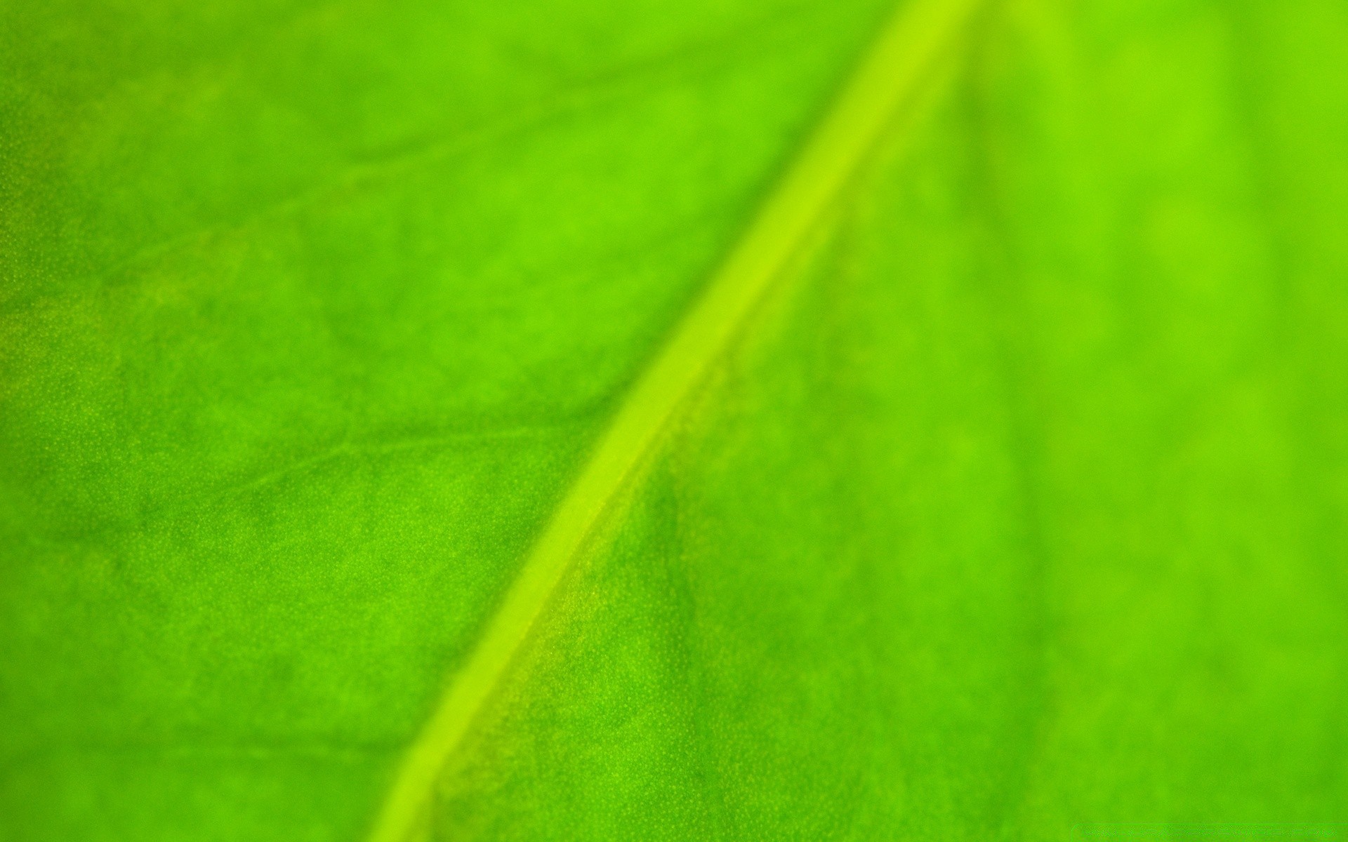 plants leaf abstract flora photosynthesis vein asymmetry texture growth garden desktop artistic color dew diagonal rain nature art drop bright