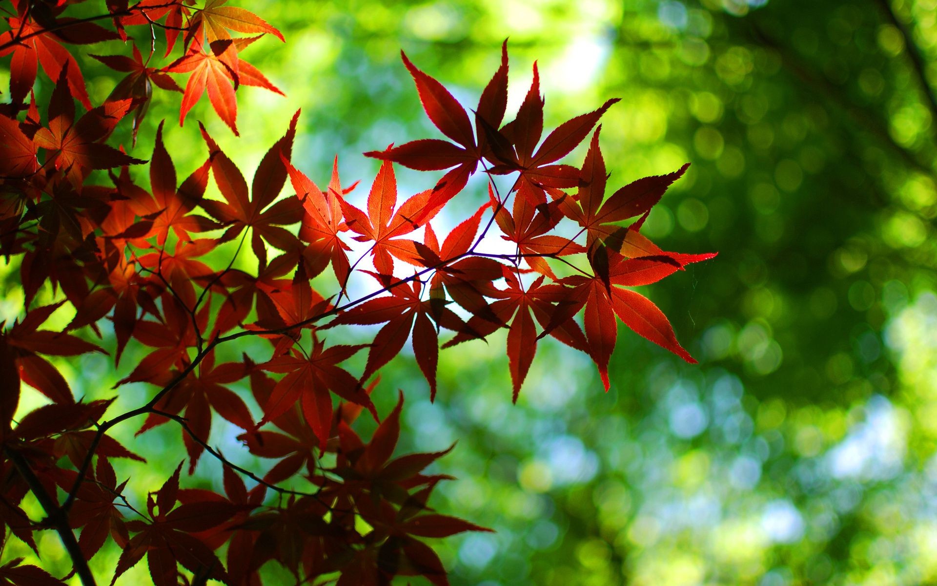 plants leaf nature bright flora summer tree lush fall