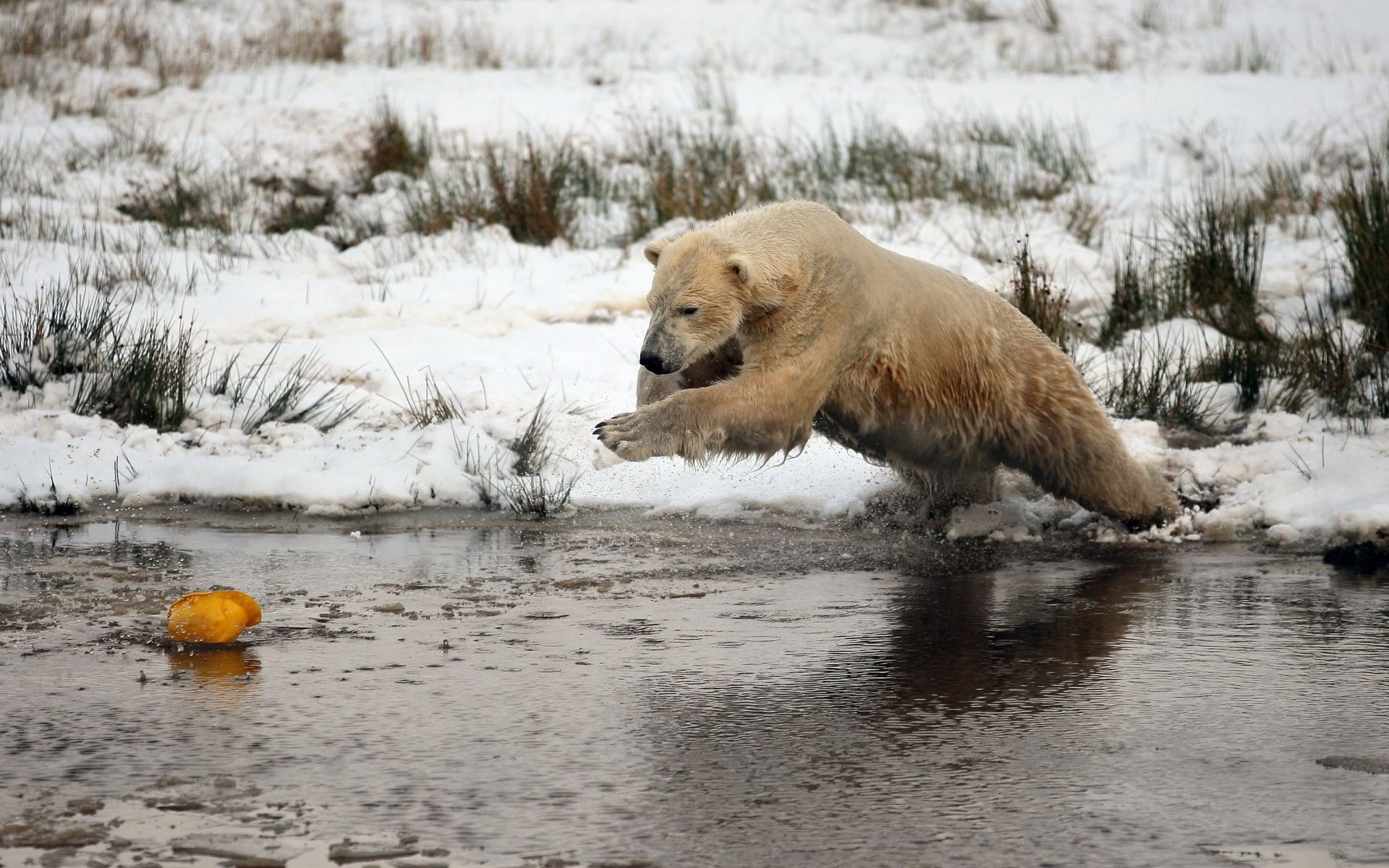 bears winter snow water mammal wildlife nature cold outdoors animal ice park