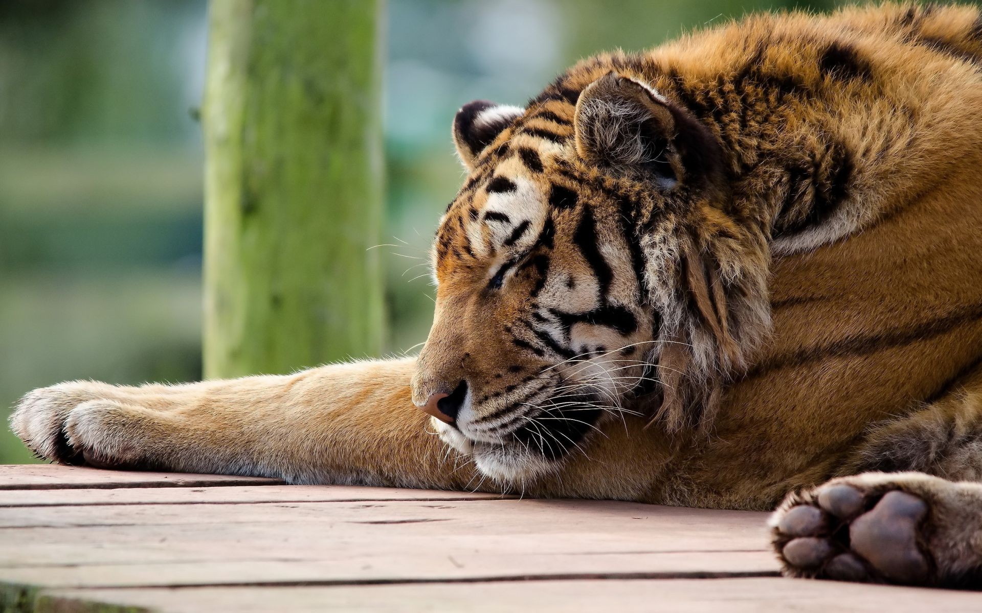 tigers cat animal wildlife mammal tiger fur zoo predator wild jungle carnivore safari big hunter portrait nature eye head hunt