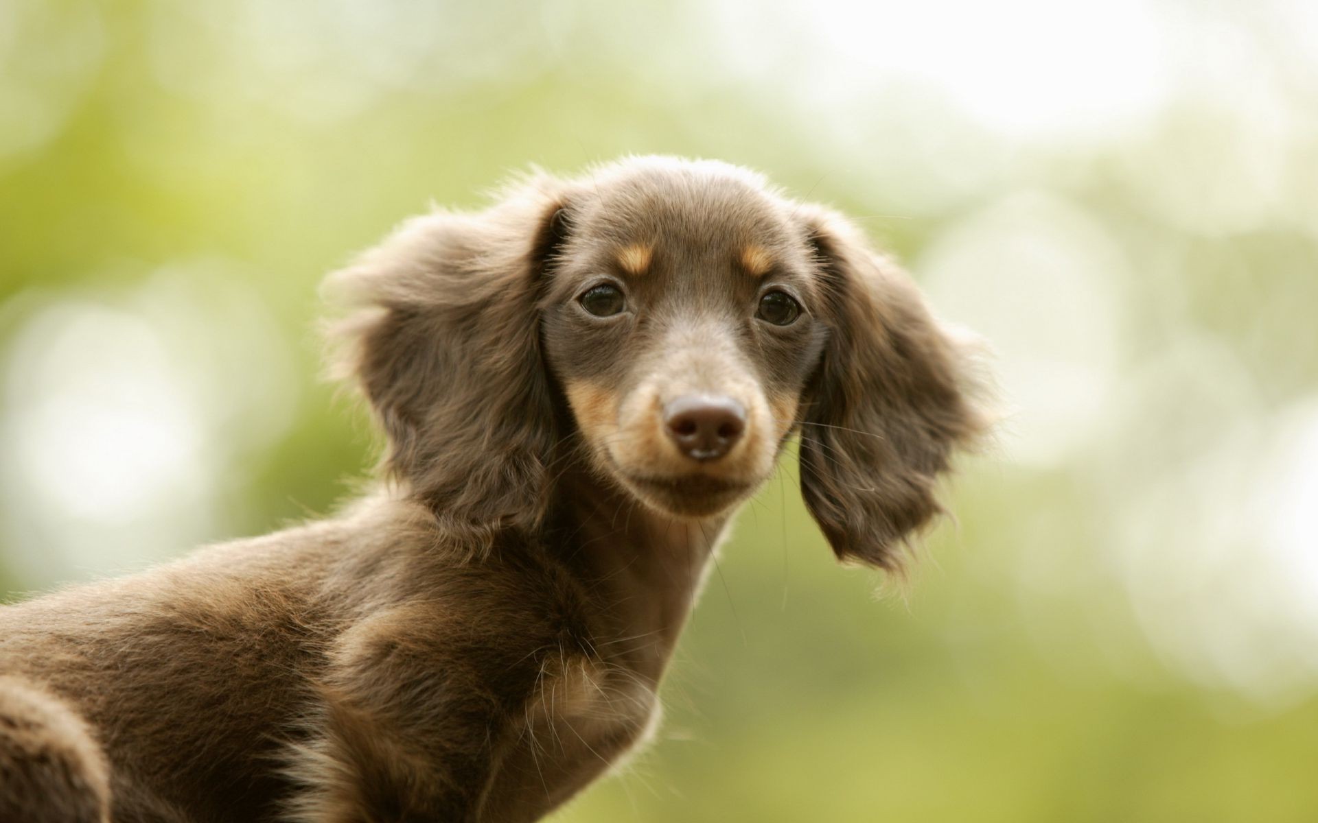 dogs dog cute mammal animal pet portrait canine puppy little young looking grass fur breed nature eye adorable