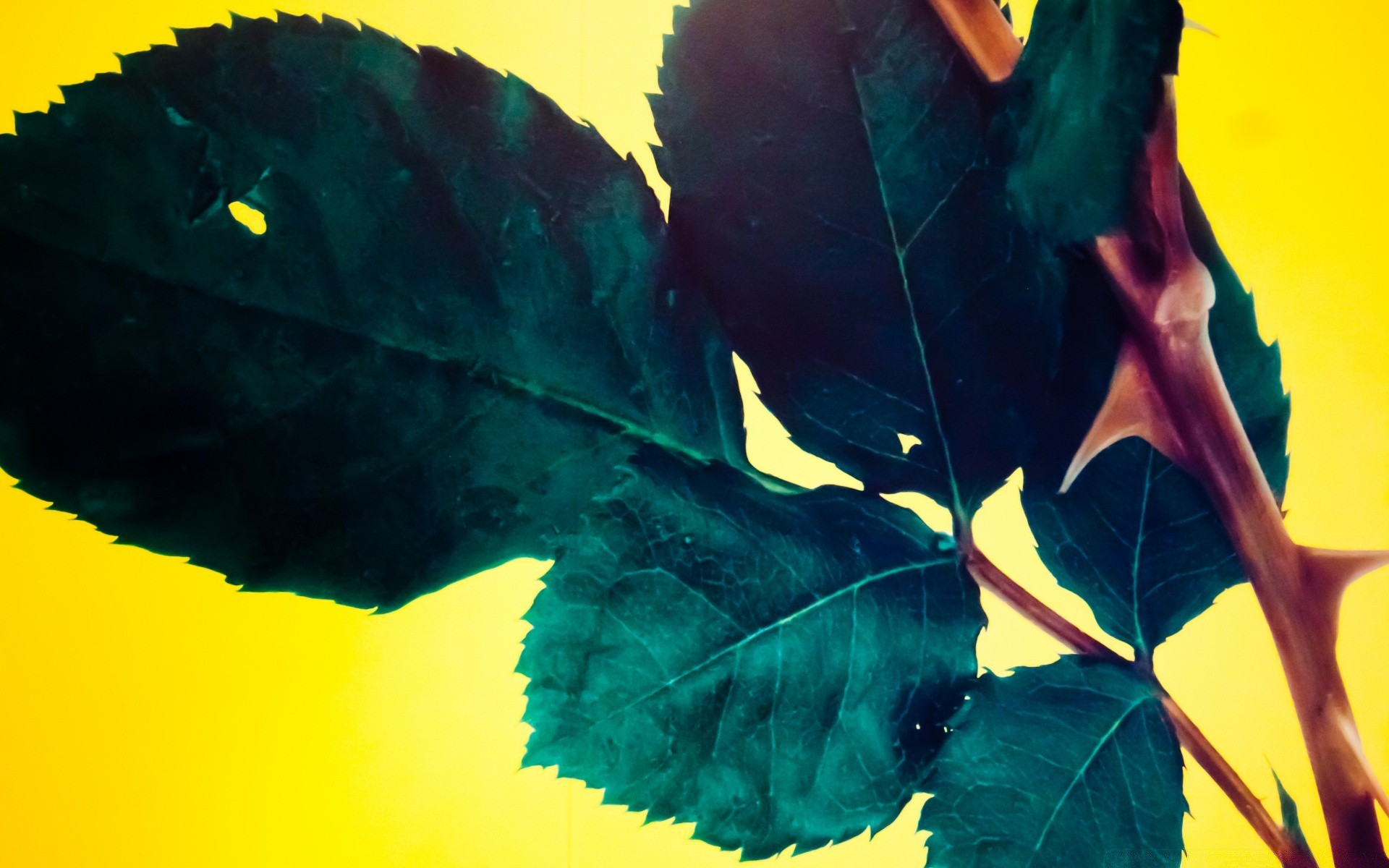 bright colors leaf outdoors one fall nature tree