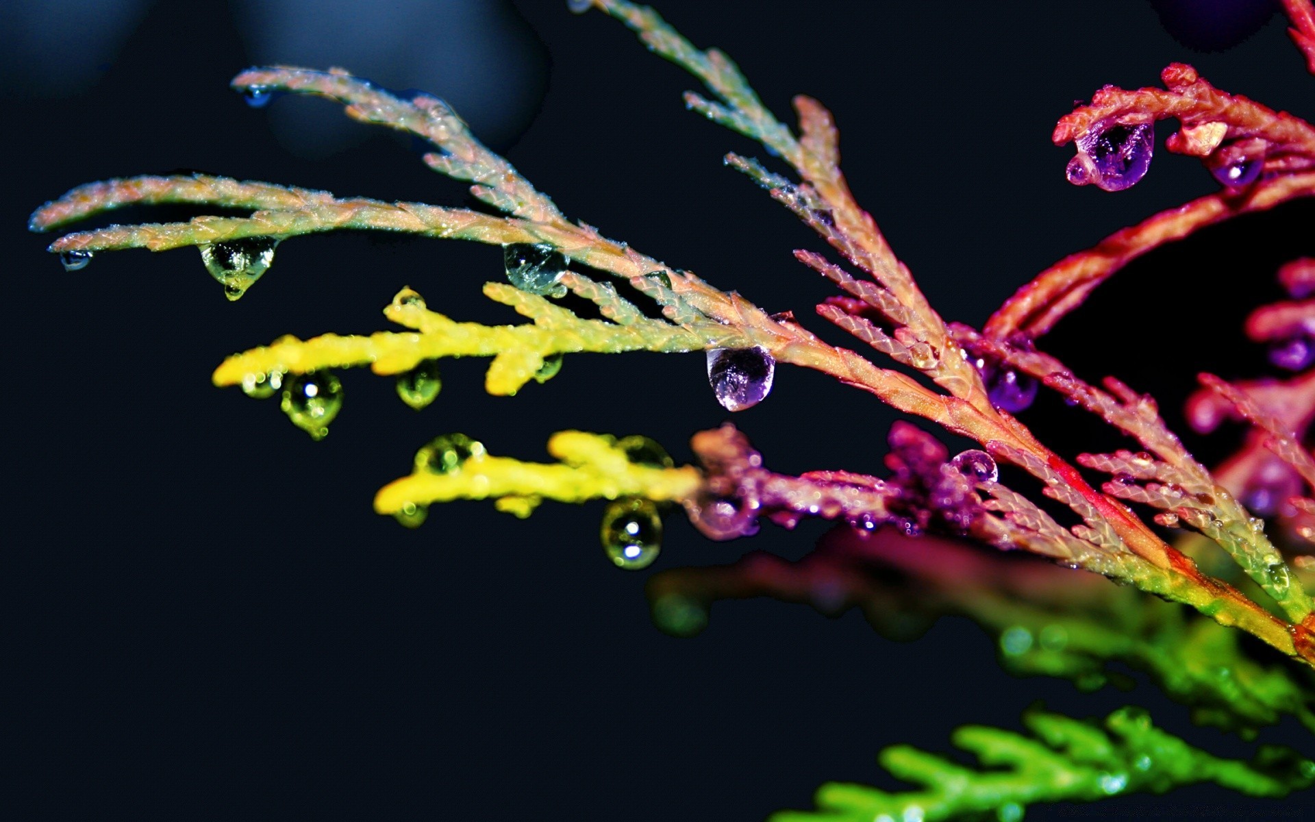 bright colors flora leaf flower color tree nature blur invertebrate garden winter light branch outdoors biology