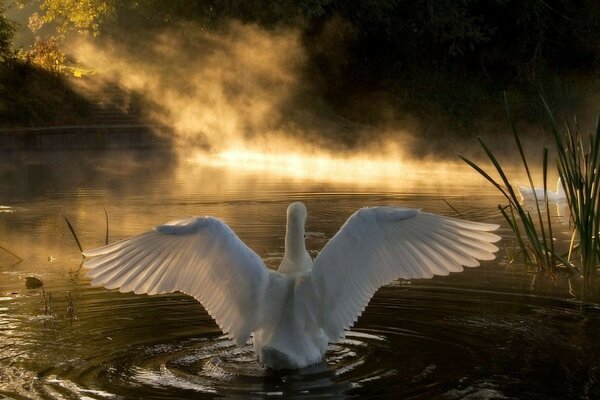 A white swan inspects the waters of the lake