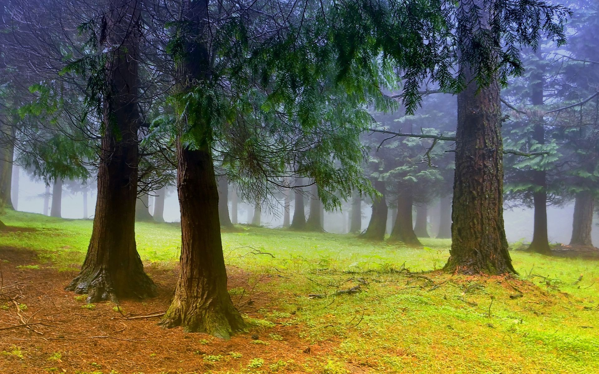 trees tree wood nature landscape leaf park dawn mist scenic environment fall fair weather fog season outdoors lush grass branch sun
