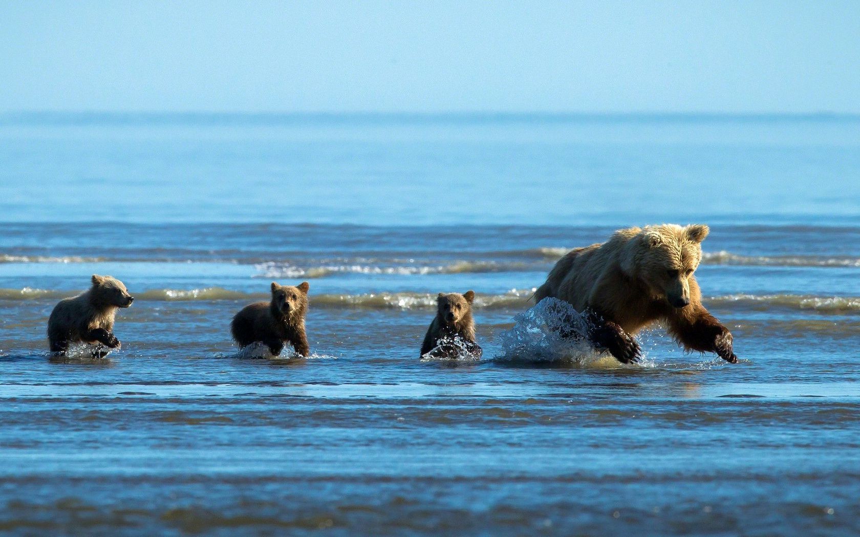 bears water mammal sea ocean beach outdoors seashore surf travel wave