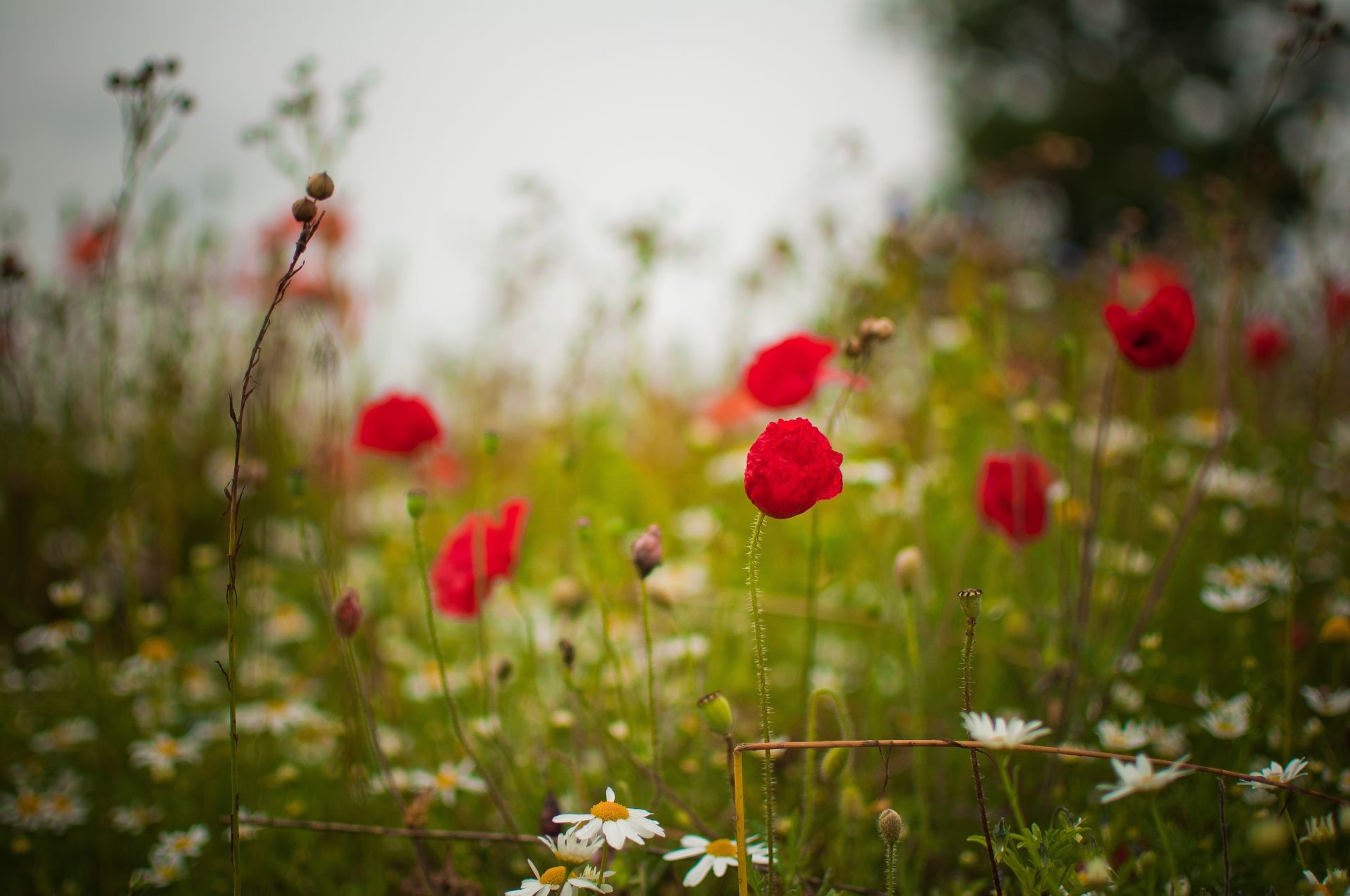 flowers flower nature grass poppy field summer hayfield outdoors flora sun fair weather garden growth wild blur leaf
