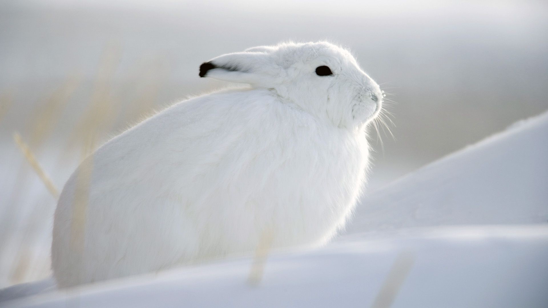 animals snow bird winter cold animal nature wildlife frosty