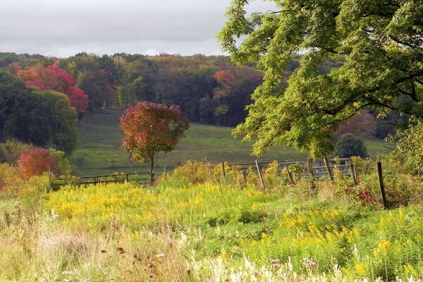 Autumn colors on trees and fields